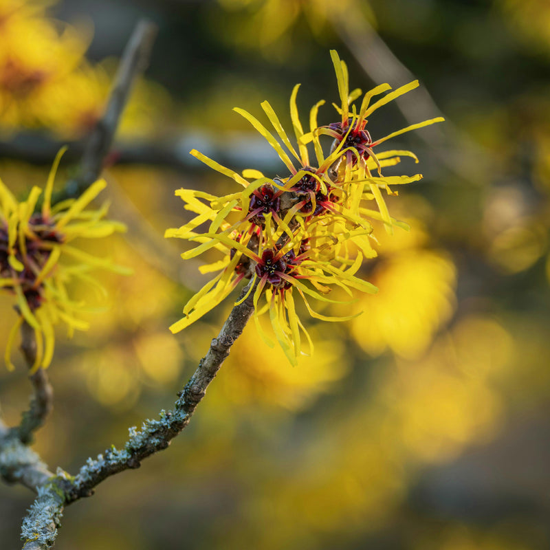 Hamamelis